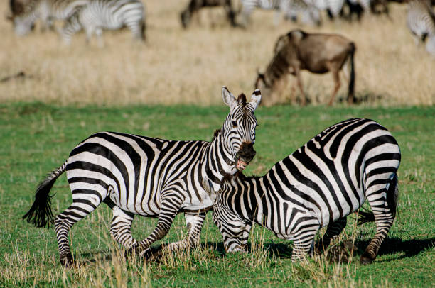  Africa Travel Authority Blueprint 2026–2027 